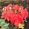 Oredenia 'Fusion of Fire' - Image 2
