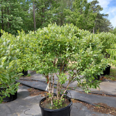 Betula nigra 'Little King' (Fox Valley®)