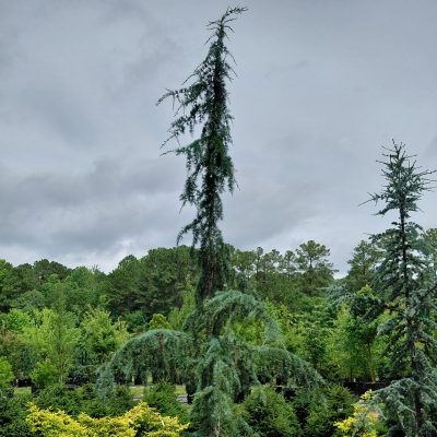 Cedrus deodara 'Eisregen'