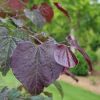 Cercis canadensis Midnight Express™