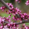 Cercis canadensis Midnight Express™ - Image 2