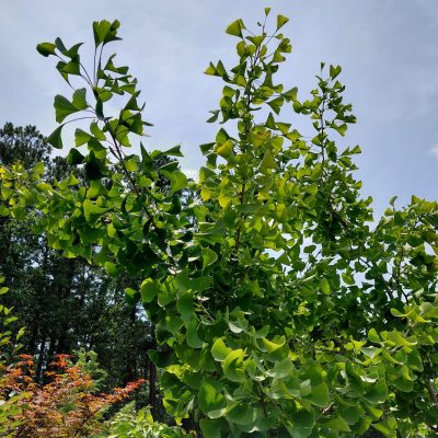 Ginkgo biloba 'The President' (Presidential Gold®)