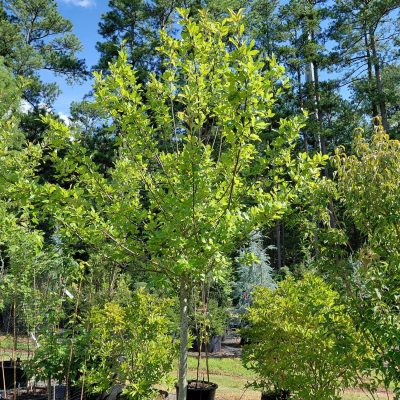 Nyssa sylvatica 'Forest Fire'