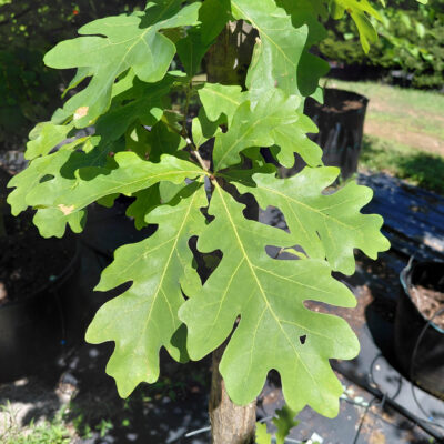 Quercus alba (White Oak)