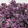 Sedum Sunsparkler® Dream Dazzler