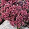 Sedum Sunsparkler® Dream Dazzler - Image 2