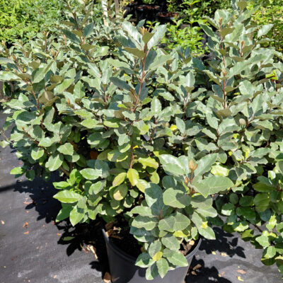 Elaeagnus pungens