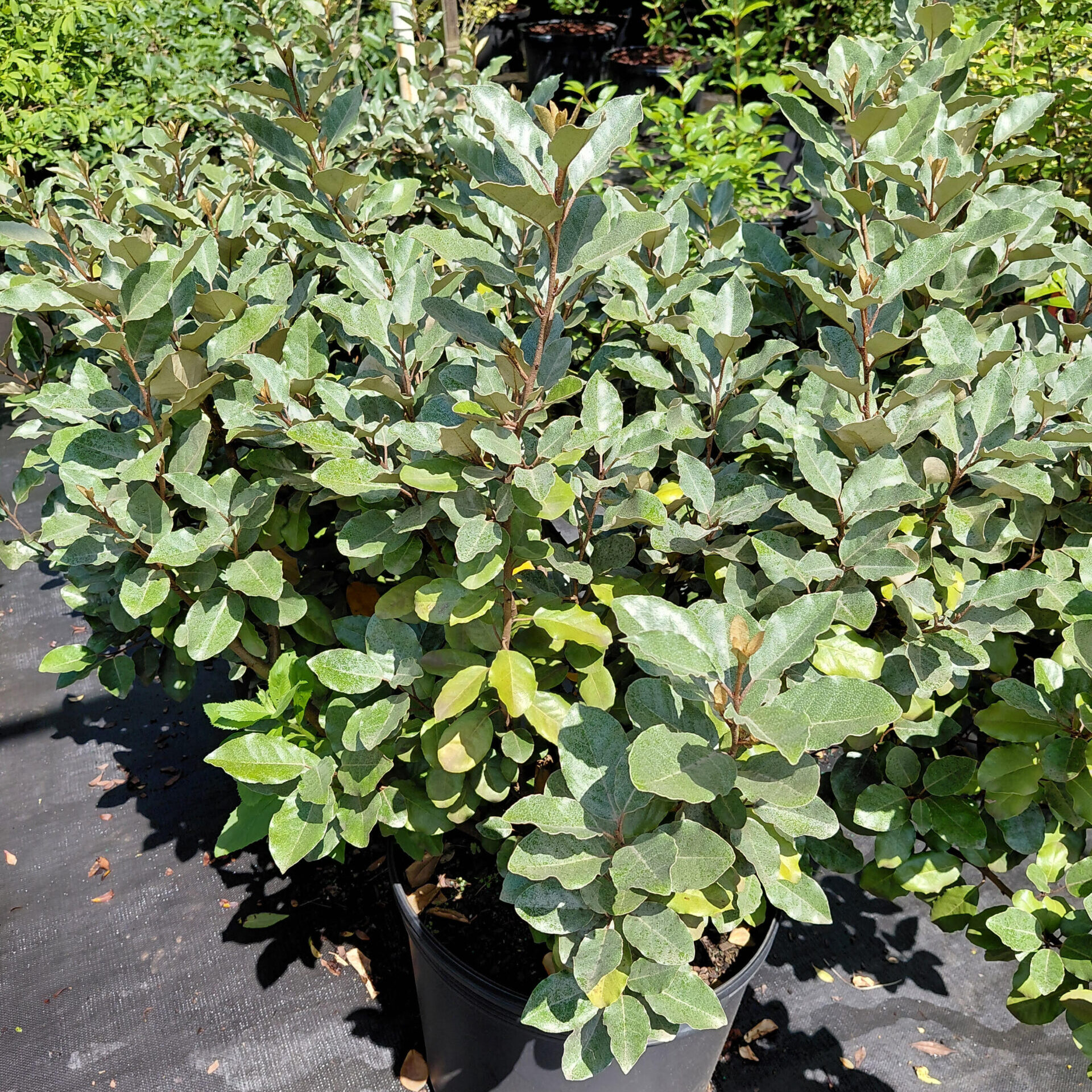 Elaeagnus pungens - Kiefer Nursery: Trees, Shrubs, Perennials