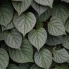 Schizophragma hydrangeoides 'Moonlight' - Image 2