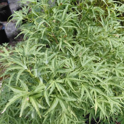 Acer palmatum 'Kamagata' - Eagle's Claw Japanese Maple