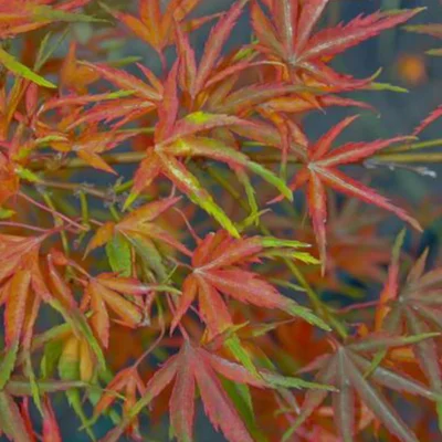 Acer palmatum 'Kamagata' - Eagle's Claw Japanese Maple