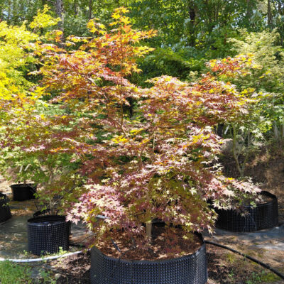 Acer palmatum 'Purple Ghost'