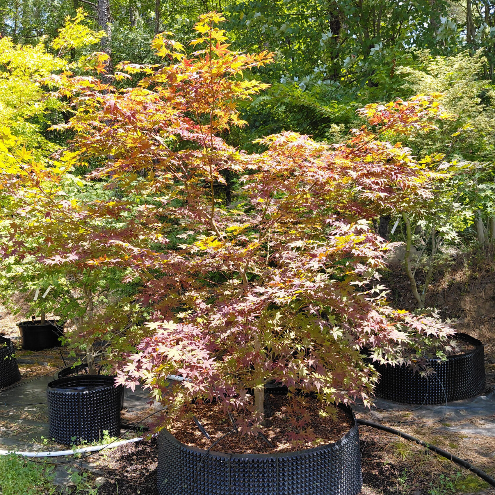 Acer palmatum 'Purple Ghost'