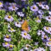 Aster (Symphyotrichum) oblongifolium 'Twilight Sky'