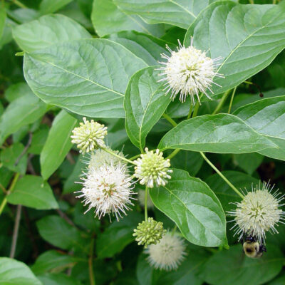 Cephalanthus occidentalis 'Bailoptics'