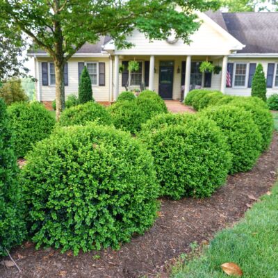 Buxus 'SB108' NewGen Independence®