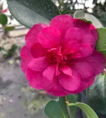 Camellia sasanqua 'LA Lady'
