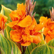Canna Bengal Tiger (aka Pretoria)