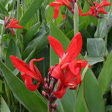 Canna glauca 'Endeavor'
