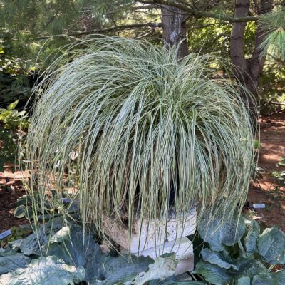 Carex oshimensis Feather Falls™