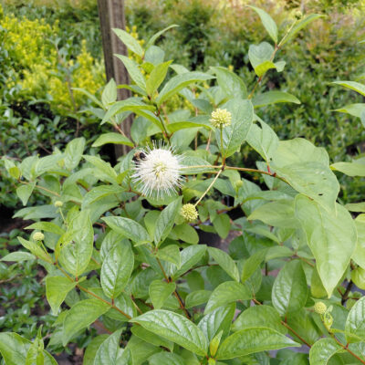 Cephalanthus occidentalis 'Bailoptics'