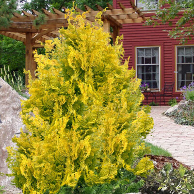 Chamaecyparis obtusa 'Lutea compacta'
