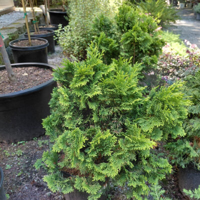 Chamaecyparis obtusa 'Lutea compacta'