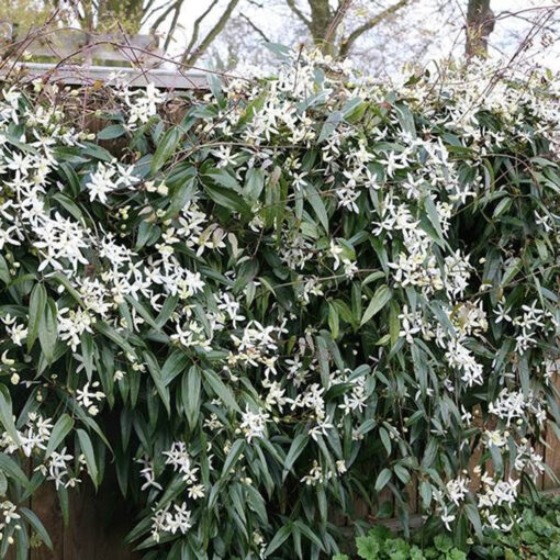 Clematis armandii
