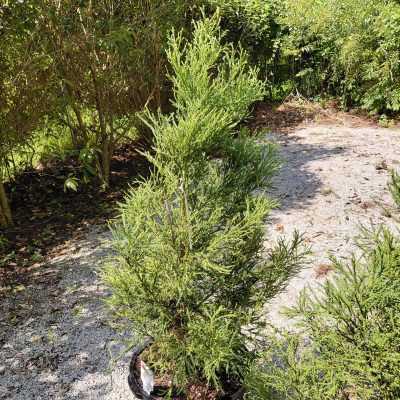 Cryptomeria japonica 'CJMTFZ' - Kashyma™ Japanese Cedar