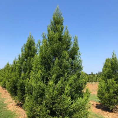 Cryptomeria japonica 'CJMTFZ' - Kashyma™ Japanese Cedar
