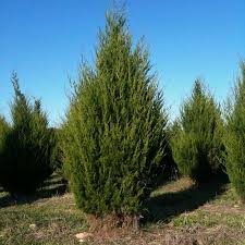 Juniperus virginiana