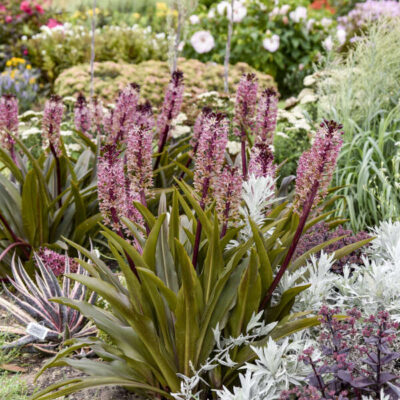 Eucomis 'Purple Reign'