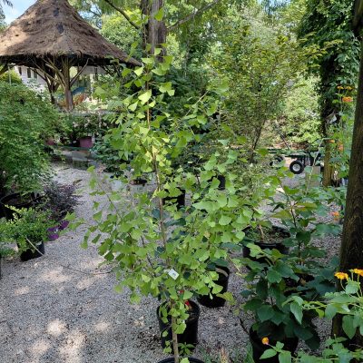 Ginkgo biloba 'Grindstone'