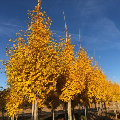 Ginkgo biloba 'Grindstone'