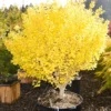 Ginkgo biloba 'Tschi Tschi'