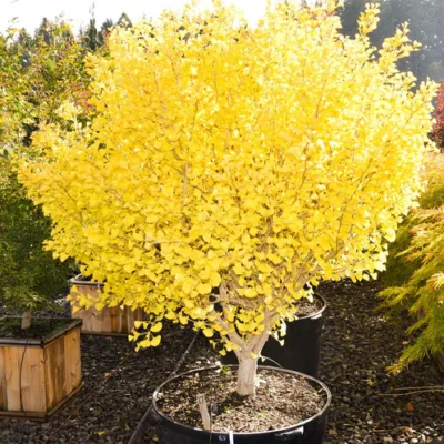 Ginkgo biloba 'Tschi Tschi'