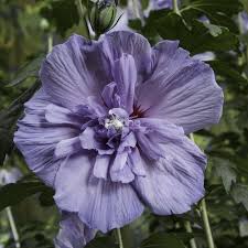 Hibiscus syriacus 'Blue Chiffon'