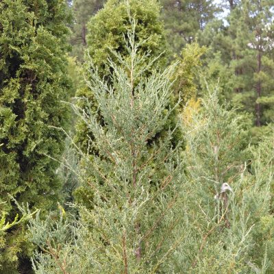 Juniperus virginiana