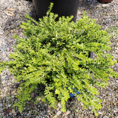 Lonicera nitida Thunderbolt®