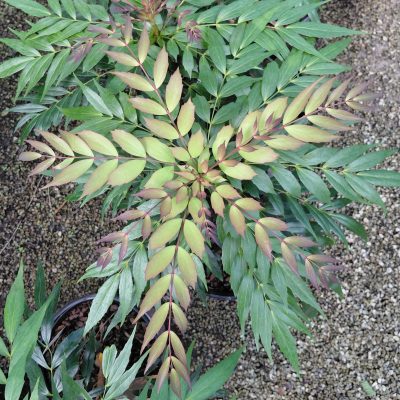 Mahonia 'NCMH2' - Groovy Glow™