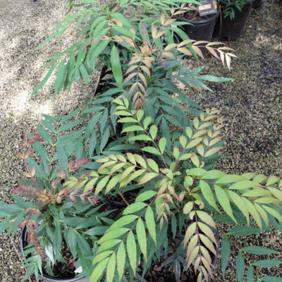 Mahonia 'NCMH2' - Groovy Glow™