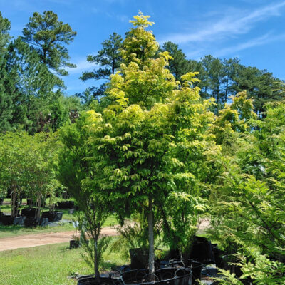 Metasequoia glyptostroboides 'Ogon' (aka Gold Rush)