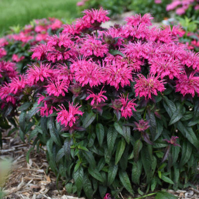 Monarda 'Berry Taffy'