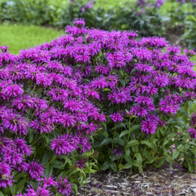 Monarda Electric Neon Purple