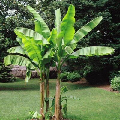 Musa basjoo - Hardy Banana