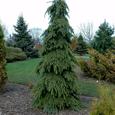 Picea glauca 'Pendula'