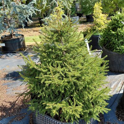 Picea orientalis