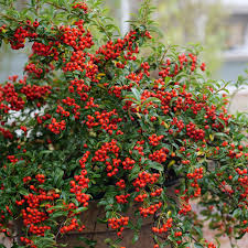 Pyracomeles Berry Box®