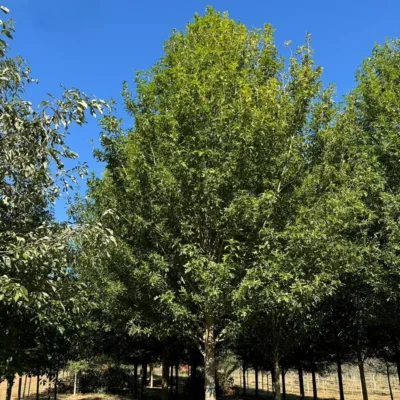 Quercus nuttallii 'QNMTF2' - Solstyce® Nuttall Oak