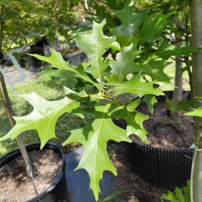 Quercus nuttallii 'QNMTF2' - Solstyce® Nuttall Oak